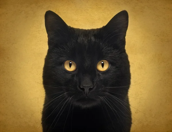 Close-up of a Black Cat looking at the camera, on orange backgro — Stock Photo, Image