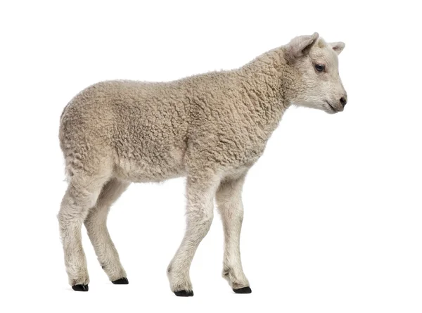Lamm (8 Wochen alt) isoliert auf weiß — Stockfoto
