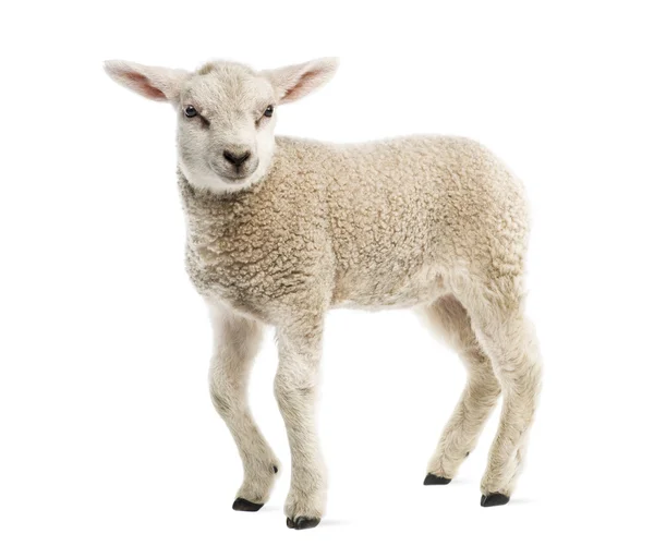 Lamb (8 weken oud) geïsoleerd op wit — Stockfoto