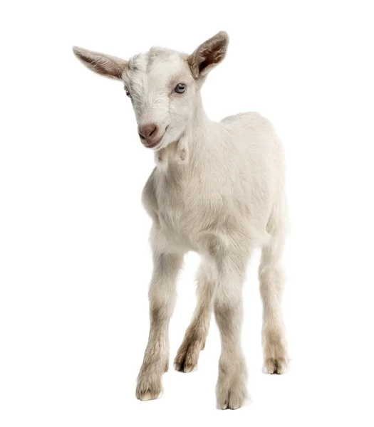 Criança de cabra (8 semanas de idade) isolada em branco — Fotografia de Stock