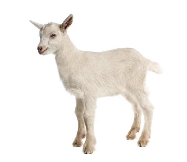 Niño cabra (8 semanas de edad) aislado en blanco — Foto de Stock