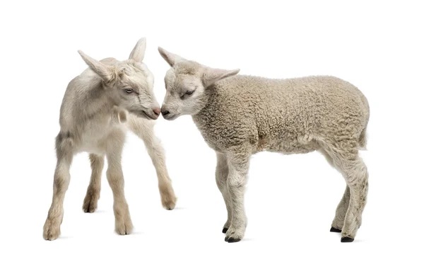 Cordeiro e cabrito (8 semanas de idade) isolado em branco — Fotografia de Stock