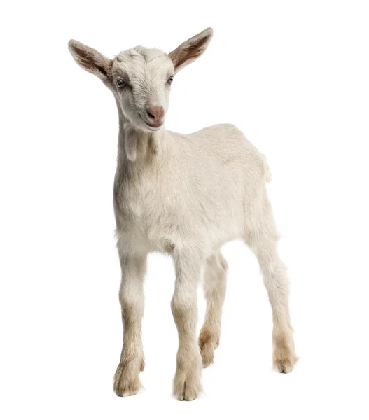 Goat kid (8 weeks old) isolated on white — Stock Photo, Image