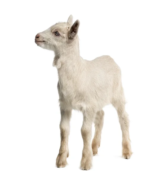 Enfant de chèvre (8 semaines) isolé sur blanc — Photo