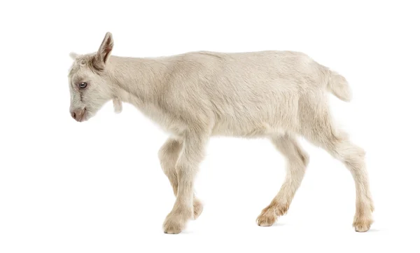 Enfant de chèvre (8 semaines) isolé sur blanc — Photo