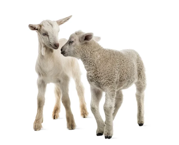 Cordeiro e cabrito (8 semanas de idade) isolado em branco — Fotografia de Stock