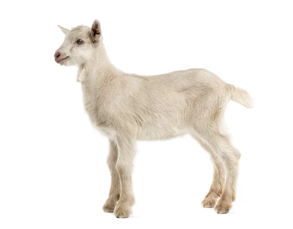 Niño cabra (8 semanas de edad) aislado en blanco — Foto de Stock