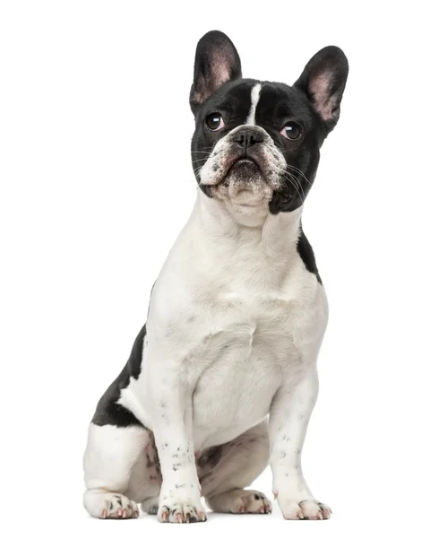 Cachorro Bulldog francês (6 meses de idade ) — Fotografia de Stock