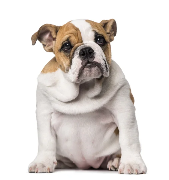 Englische Bulldogge Welpe (3 Monate alt)) — Stockfoto
