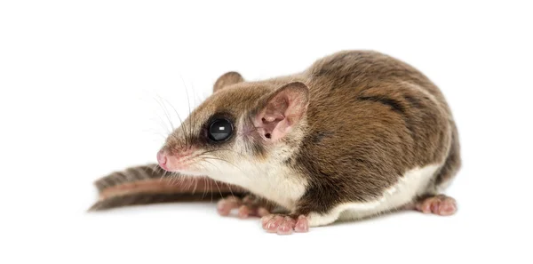 Sugar glider - Acrobates pygmaeus — Stock Photo, Image