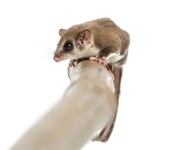 Sugar glider on a branch - Acrobates pygmaeus — Stock Photo, Image