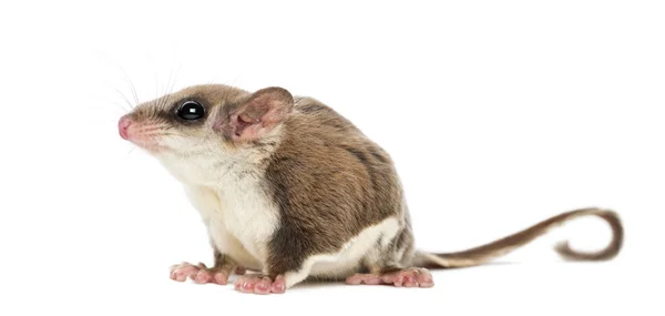 Sugar glider - Acrobates pygmaeus — Stock Photo, Image