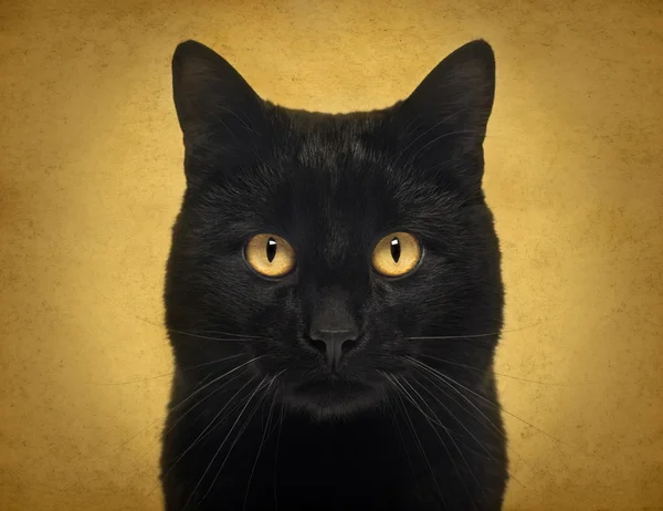 Close-up de um gato preto olhando para a câmera, em backgro laranja — Fotografia de Stock