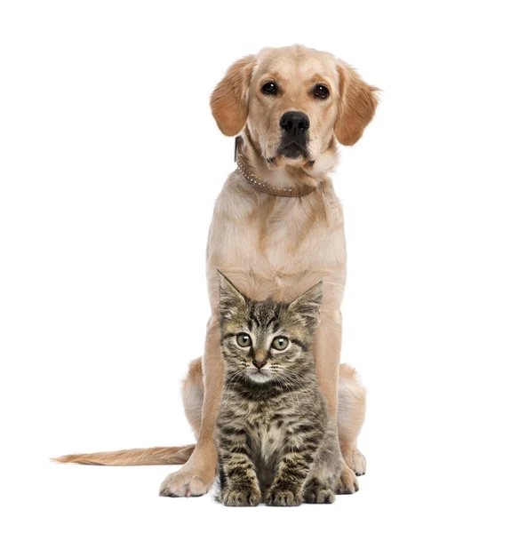 Brittiläinen pitkätukkainen kissanpentu istuu kultaisen noutajan edessä — kuvapankkivalokuva