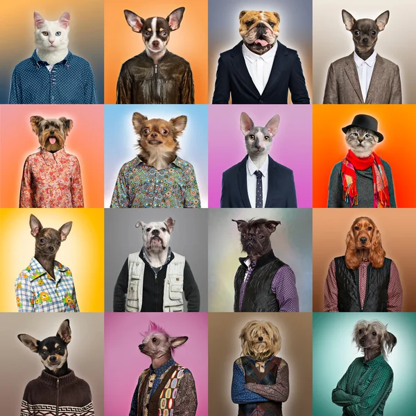 Composición de mascotas vestidas — Foto de Stock