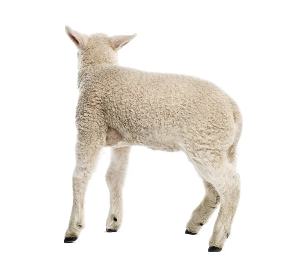 Lamb (8 weken oud) geïsoleerd op wit — Stockfoto