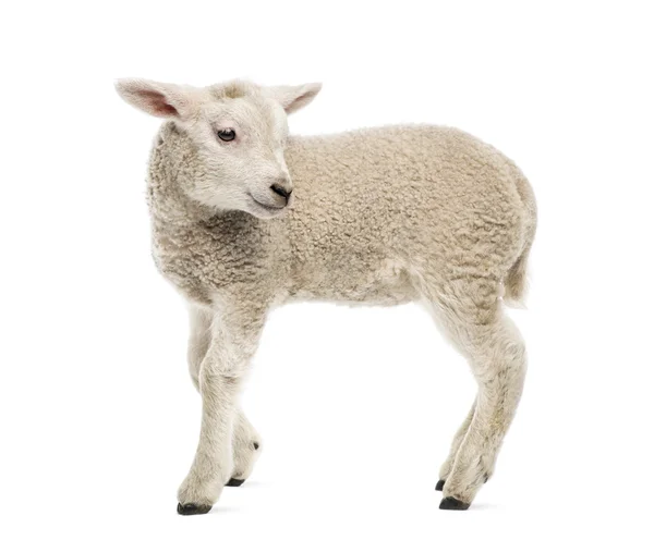 Lamb (8 weken oud) geïsoleerd op wit — Stockfoto