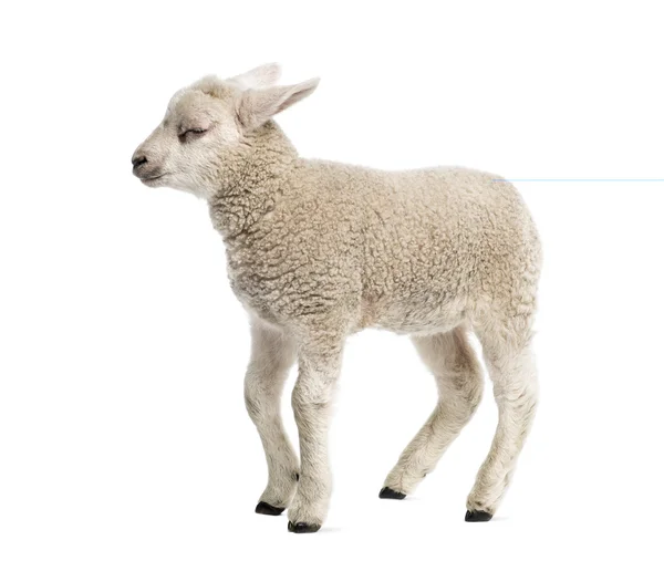 Lamb (8 weeks old) isolated on white — Stock Photo, Image