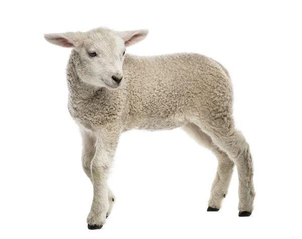 Lamb (8 weken oud) geïsoleerd op wit — Stockfoto