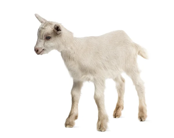 Enfant de chèvre (8 semaines) isolé sur blanc — Photo