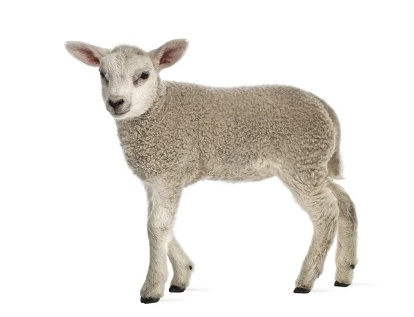 Lamb (8 weeks old) isolated on white — Stock Photo, Image