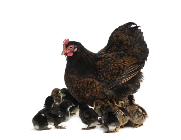 Kip en haar kuikens — Stockfoto