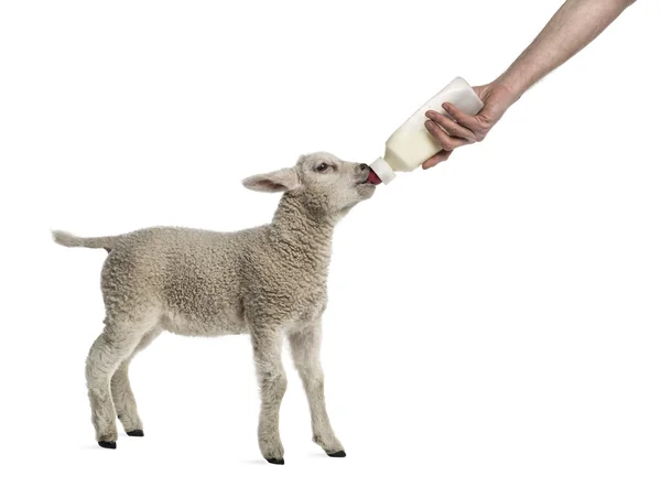 Lamb suckling a bibber (8 weeks old) isolated on white — Stock Photo, Image