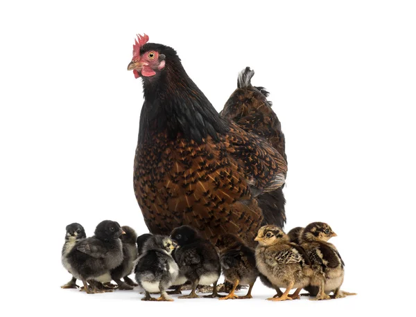 Kip en haar kuikens — Stockfoto