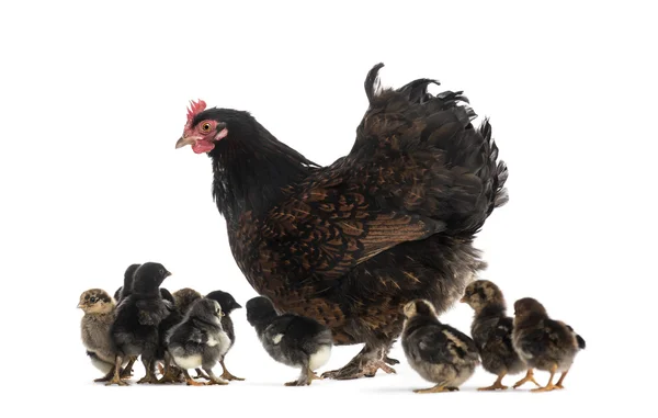 Höna och hennes kycklingar — Stockfoto