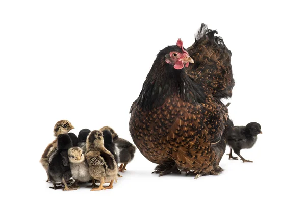 Hen and her chicks — Stock Photo, Image