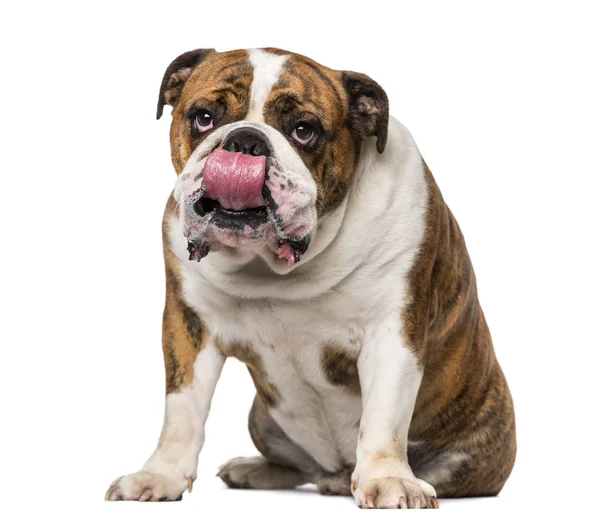 English Bulldog (4 years old) — Stock Photo, Image