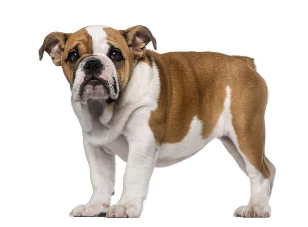 Engels bulldog pup (3 maanden oud) — Stockfoto