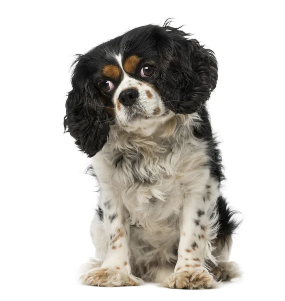 Cavalier king charles spaniel (5 лет) ) — стоковое фото