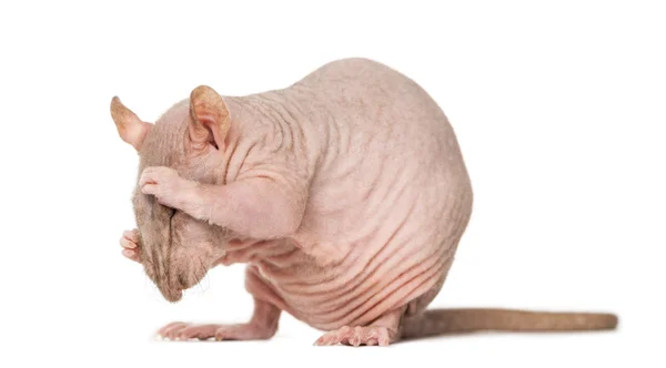 Hairless rat cleaning itself — Stock Photo, Image
