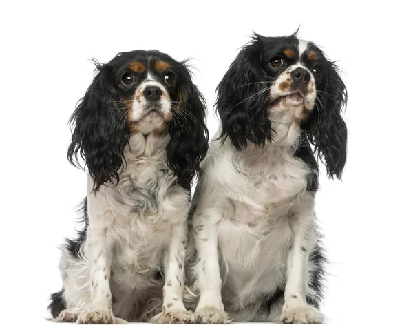 Twee cavalier king charles spaniels — Stockfoto