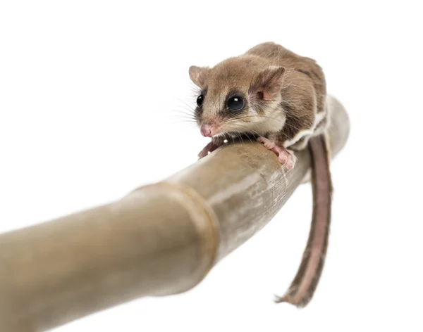 Sugar glider on a branch - Acrobates pygmaeus — Stock Photo, Image