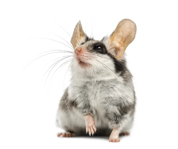 Asiático jardim dormouse (Eliomys melanurus) isolado em branco — Fotografia de Stock