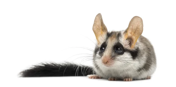 Asiático jardim dormouse (Eliomys melanurus) isolado em branco — Fotografia de Stock