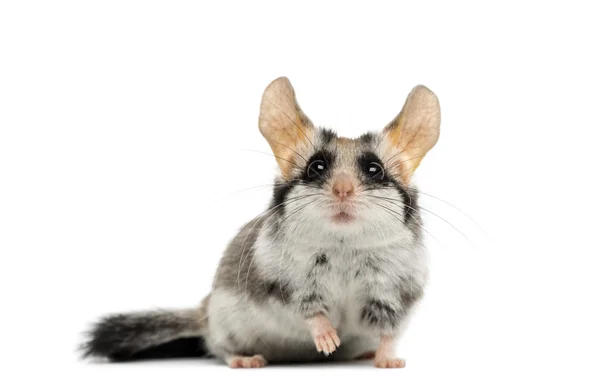 Asiático jardim dormouse (Eliomys melanurus) isolado em branco — Fotografia de Stock