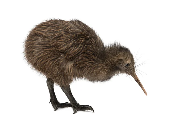 North Island Brown Kiwi, Apteryx mantelli, 3 måneder gammel - Stock-foto