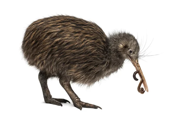 North Island Brown Kiwi comer uma minhoca Apteryx mantelli — Fotografia de Stock
