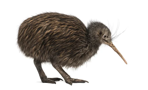 North Island Brown Kiwi, Apteryx mantelli — Zdjęcie stockowe