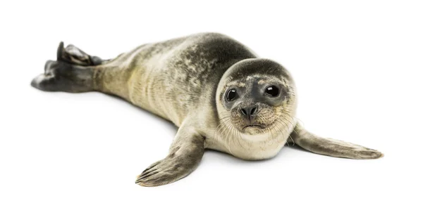 Gemeenschappelijke seal pup, geïsoleerd op wit — Stockfoto