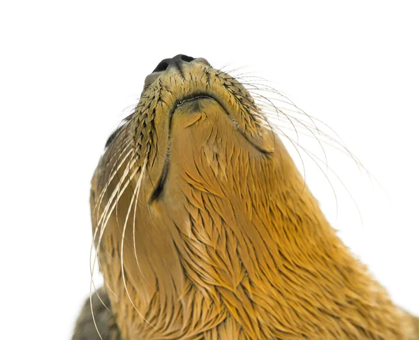 Närbild på huvudet av en gemensam seal pup, isolerad på vit — Stockfoto
