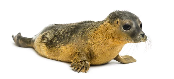 Common seal pup, isolated on white — Stock Photo, Image