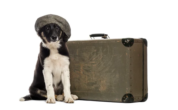 Border collie sitter bredvid en gammal resväska — Stockfoto