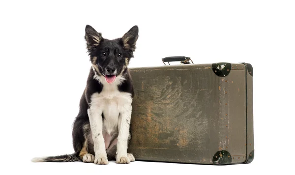 Border collie sitter bredvid en gammal resväska — Stockfoto