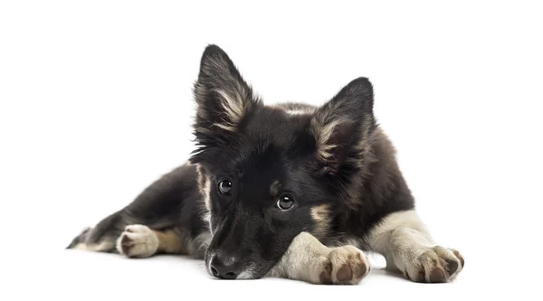 Collie fronteira descansando — Fotografia de Stock