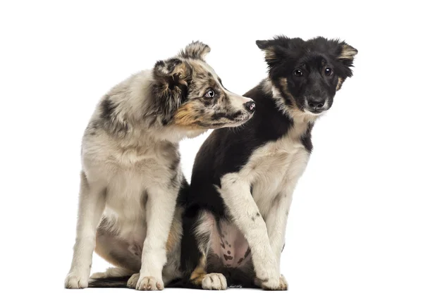 Two Border collies — Stock Photo, Image