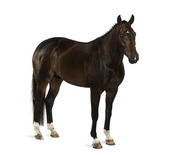 Kwpn - holandská Warmblood, 3 roky starý - Equus ferus caballus — Stock fotografie